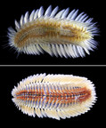 HKBU Biologists Discover and Name New Fireworm Species in Hong Kong Waters
