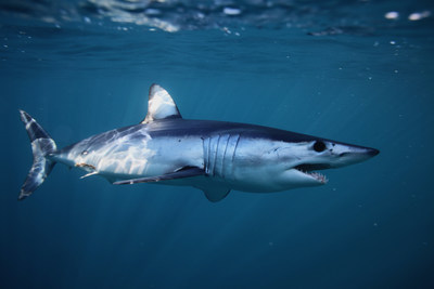 shortfin mako shark; Photo credit: Getty images/Alessandro De Maddalena