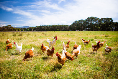 Happy Chickens Roaming Free