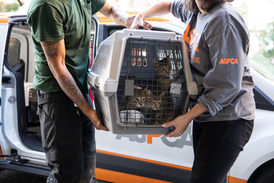 Evacuated animals arriving at the ASPCA Adoption Center