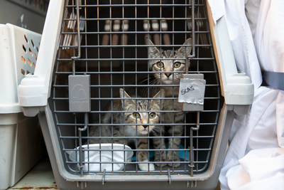 Evacuated animals arriving at the ASPCA Adoption Center