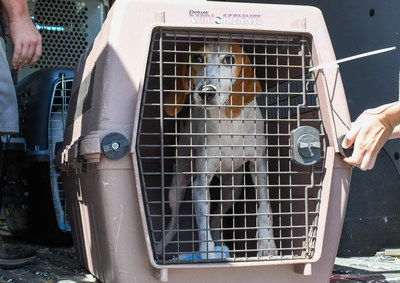 Evacuated animals arriving at the ASPCA Adoption Center