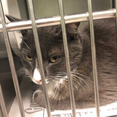 This beautiful gray cat was one of scores filling a South Carolina shelter evacuated by American Humane ahead of Hurricane Dorian.