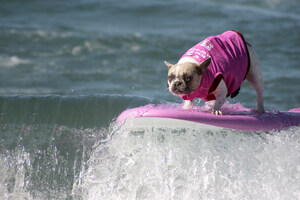 SurFURS Fetch Waves And Top Dog Honors At 14th Annual Surf Dog Surf-A-Thon