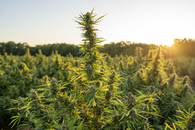 Hemp plant in sunset (Credit: Ed Rode)