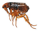 Know Your Flea Facts