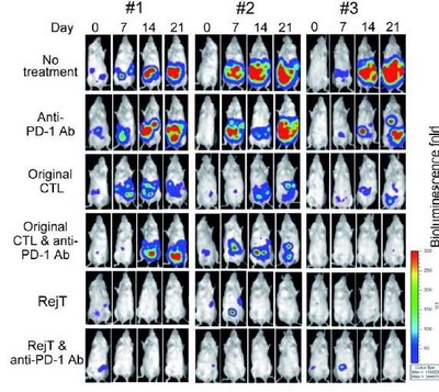 RejT cells resulted in an almost complete disappearance of ENKL tumors in mice, compared to the original T-cells and anti–PD-L1 antibodies