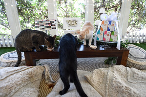 Adoptable Cats Celebrate Fancy Feast Donation with Garden Party