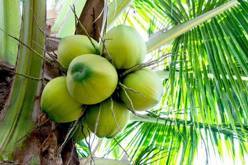 "The FDA misclassified coconut, which is causing confusion for a lot of people because it shouldn't be classified with tree nuts," said CCA Executive Director Len Monheit. "Consumers with a tree nut allergy, but not a coconut allergy, are being deprived of this fruit. And, industry is being greatly impacted as contract manufacturers wanting to use coconut have to unnecessarily classify their facility as a tree nut facility when they're not."