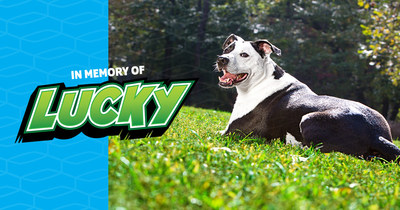 Over the last ten years, environmental education lessons featuring Lucky were distributed to children in grades K-8 through partners Weekly Reader, Discovery Education, and Scholastic, the TurfMutt youth curriculum’s current home. Lucky also was animated and “cartoonized” in videos and the program developed a robust online presence with www.TurfMutt.com and social media platforms.