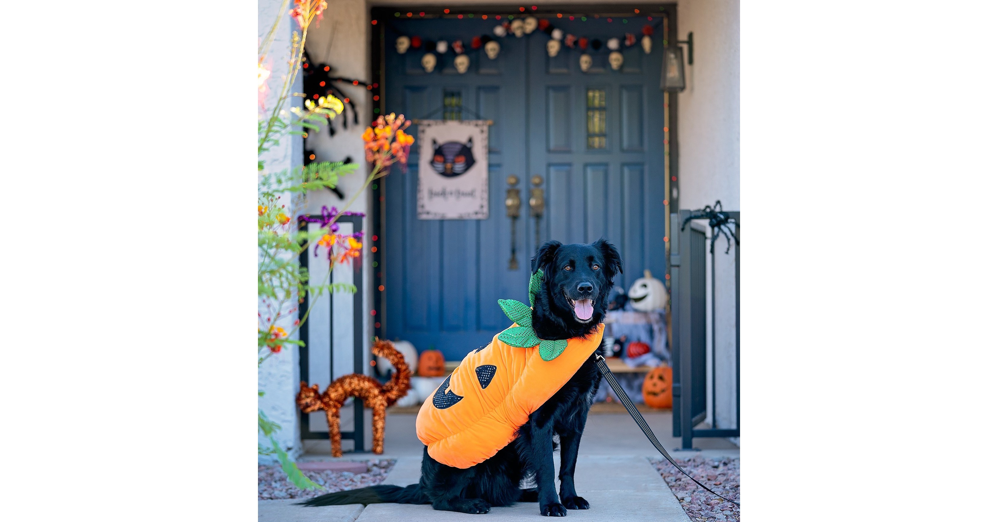 PetSmart® Scares Up Halloween Celebrations with New Pet Costumes