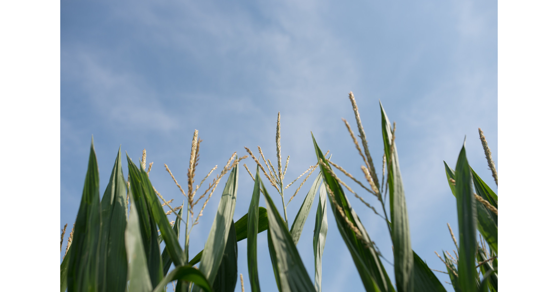 Tate & Lyle and Land O'Lakes SUSTAIN launch landmark sustainability