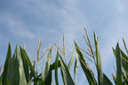 Tate &amp; Lyle and Land O'Lakes SUSTAIN launch landmark sustainability initiative on 1.5 million acres of U.S. corn