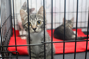 3 Ways Pet Adoption Can Be a Win for All