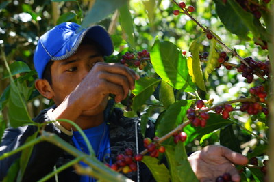 Ninety Plus Harvest Manager Benjamin Tugri, of the Ngäbe indigenous tribe of Panama, inspects Gesha coffee cherry ripeness. 