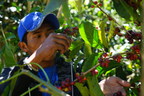 Panama's Ninety Plus® Coffee Sets New Price Record at USD$10,000 a Kilo