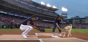 PenFed's Canine Companions Puppy Helps Throw First Pitch Celebrating 'PenFed Day' at Nationals Park