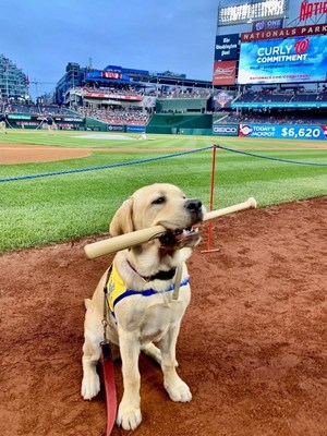 Maverick, PenFed Canine Companions puppy on-field ahead of the Nationals game.