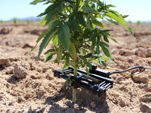 Integrated CBD Sets Sustainable Hemp Farming Standards with Completion of Precision Irrigation Technology Installation
