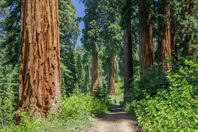 Alder Creek contains hundreds of ancient giant sequoia, nearly 500 wider than six feet in diameter. Photo by Max Forster, Save the Redwoods League