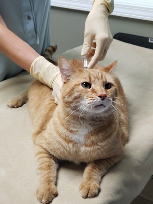 A veterinarian in Greensboro, N.C. administers an injection to a cat on September 17, 2019.  Piedmont Animal Health has achieved a U.S. patent for a long-acting injectable antibiotic for use in both companion animals and humans, and cats are likely to be the first beneficiaries.