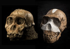 Tickets Now On Sale For Perot Museum Of Nature And Science's World-Exclusive Exhibition - Origins: Fossils From The Cradle Of Humankind - Opening Oct. 19