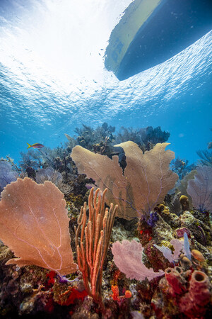 La comunidad de buceo de las Islas de la Bahía lidera el camino hacia la responsabilidad ambiental marina