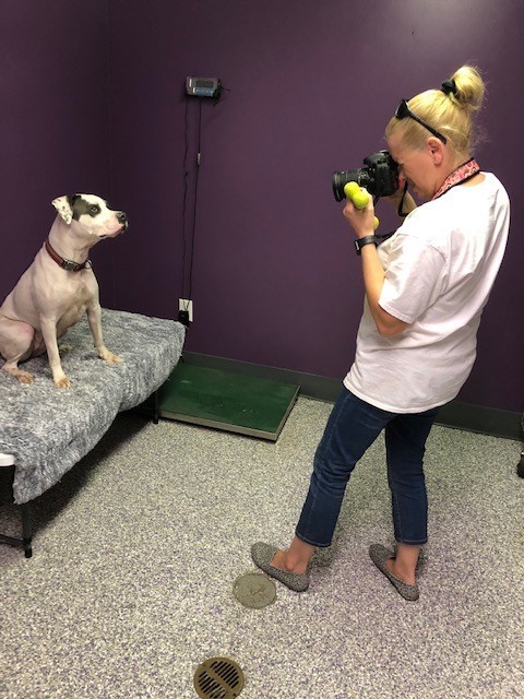Tonya Sheetz, a Crane Family Housing volunteer photographing a pet up for adoption.