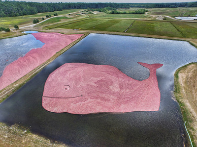 Ocean Spray recreated the iconic vineyard vines' whale logo with a sea of pink cranberries to announce their partnership to support Bright Pink, a non-profit organization dedicated to women's health, at a cranberry bog in Rochester, Mass. on Wednesday, Sept. 18. (Ocean Spray)