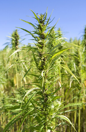 Industrial Hemp Conference To Be Held In Florida