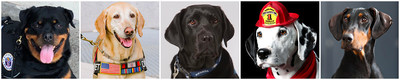 Five Heroic Dogs Honored With 2019 AKC® Humane Fund Awards for Canine Excellence (ACE) Five Heroic Dogs Honored With 2019 AKC® Humane Fund Awards for Canine Excellence (ACE)