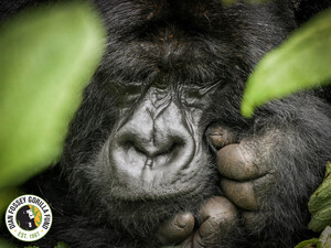This World Gorilla Day, Dian Fossey Gorilla Fund Marks Conservation Comeback