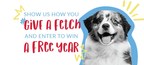 #GiveAFetch Contest to Award a Year of Free Doggy Day Care from Camp Bow Wow